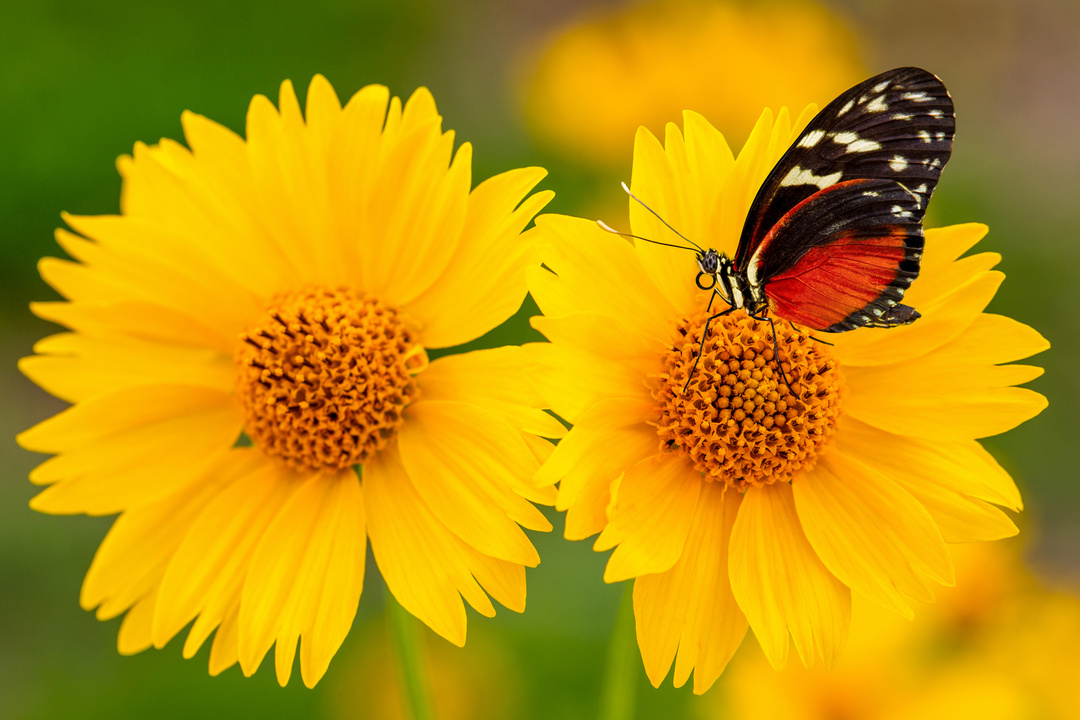 Monarch Butterly on Yellow Sunflower Closeup